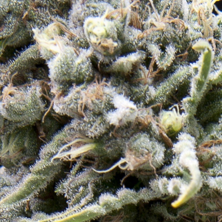 Pyramid Seeds - Auto White Widow (auto/fem.)