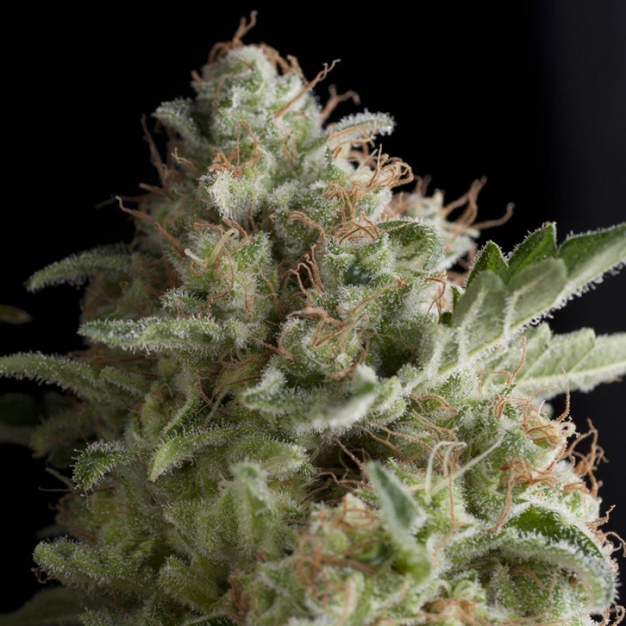 Pyramid Seeds - American Pie (fem.)