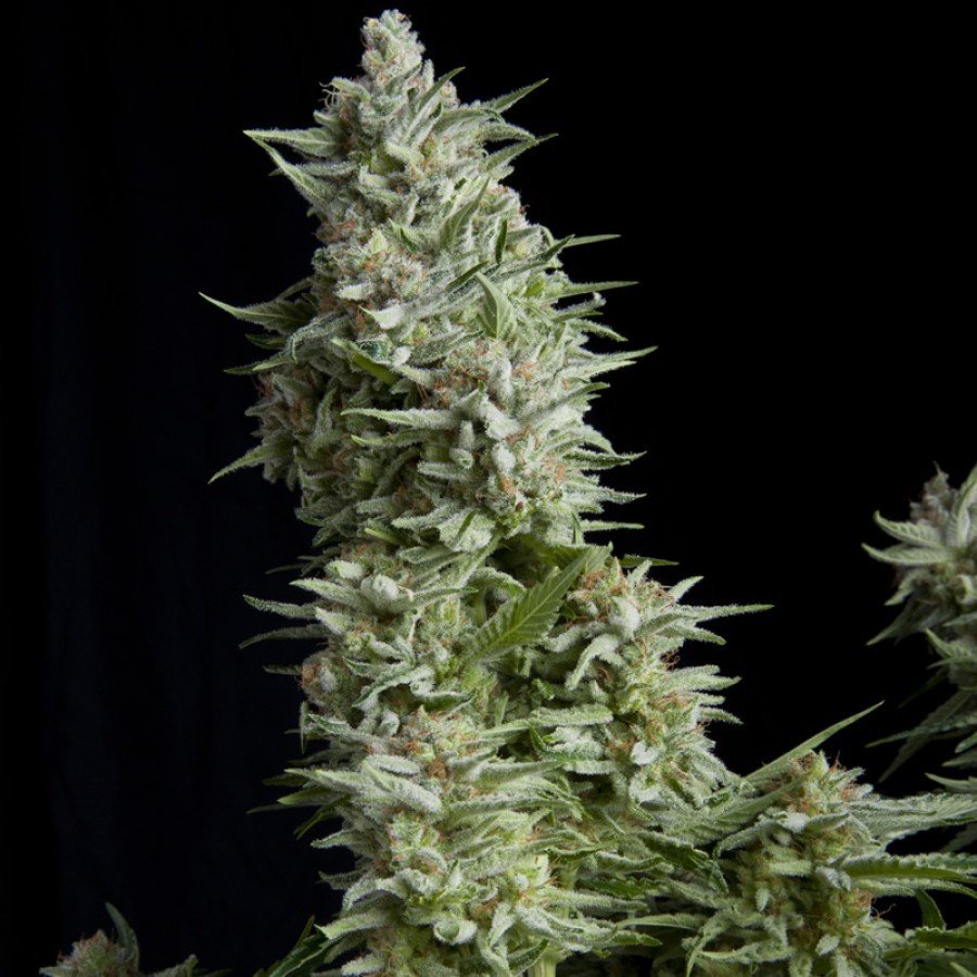 Pyramid Seeds - Alpujarreña (fem.)