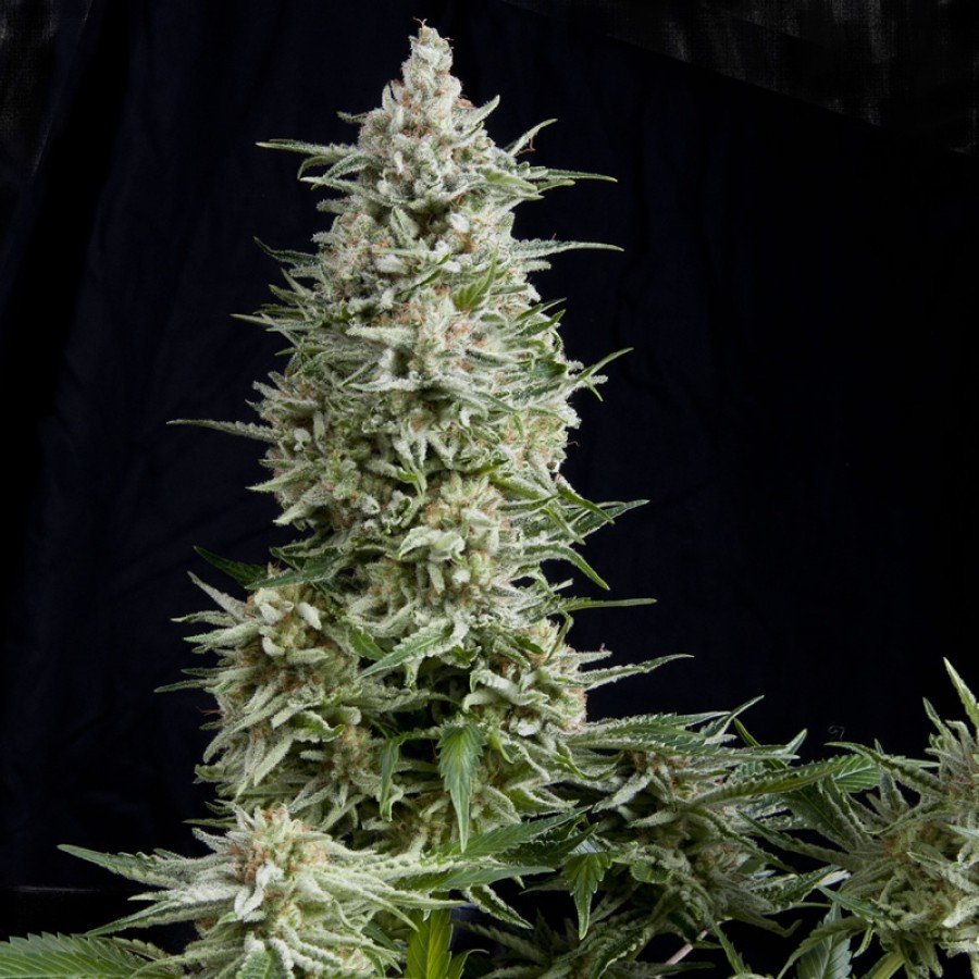 Pyramid Seeds - Amnesia Gold (fem.)