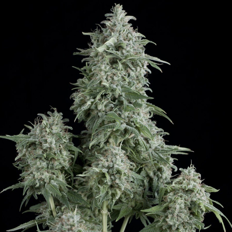 Pyramid Seeds - Anubis (fem.)