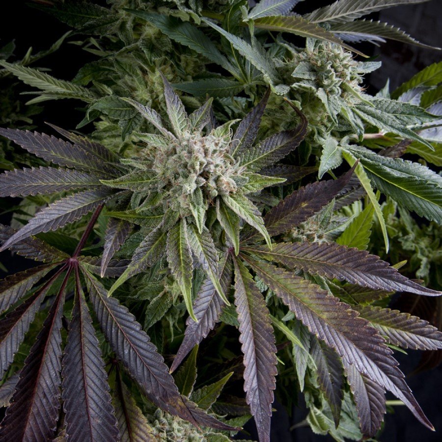 Pyramid Seeds - Blue Pyramid (fem.)