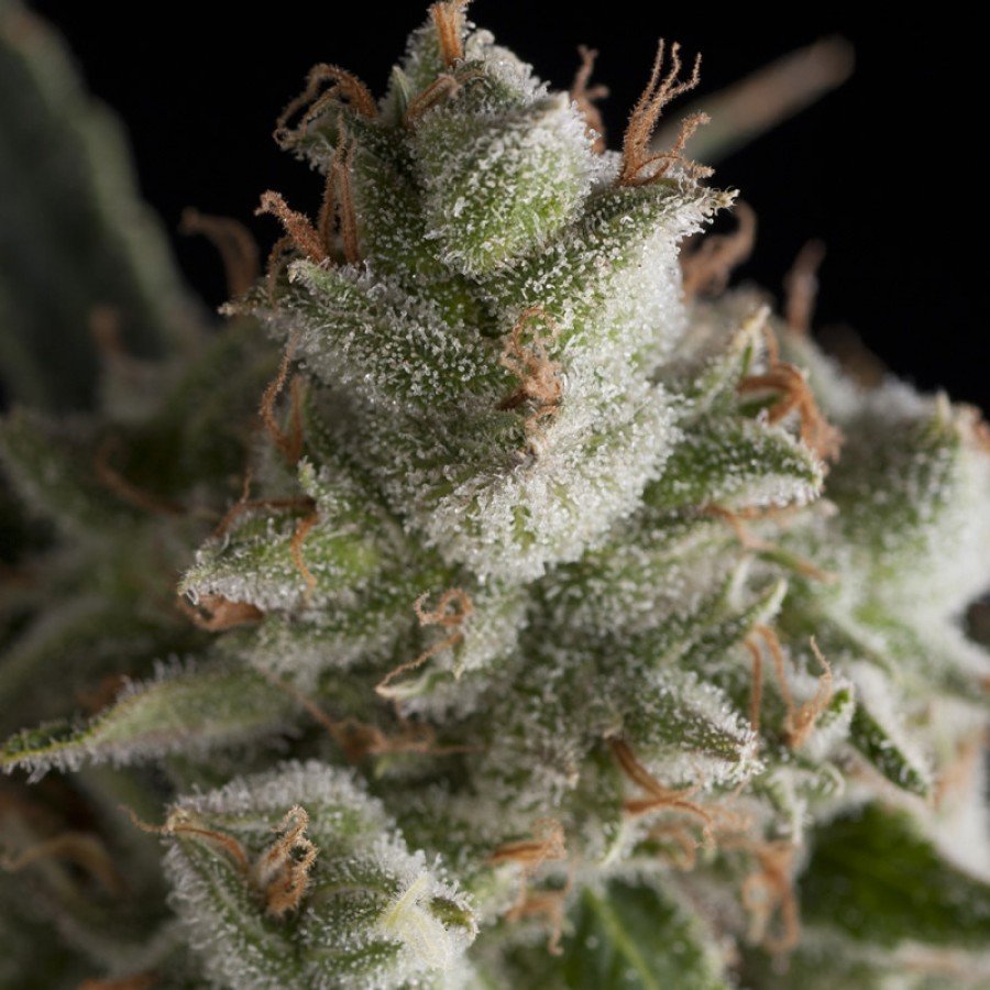 Pyramid Seeds - Fresh Candy (fem.)