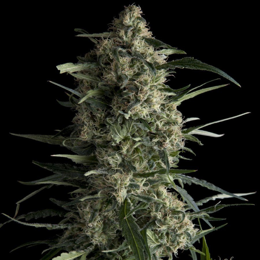 Pyramid Seeds - Galaxy (fem.)