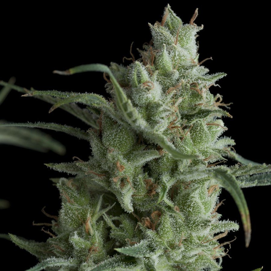 Pyramid Seeds - Kryptonite (fem.)
