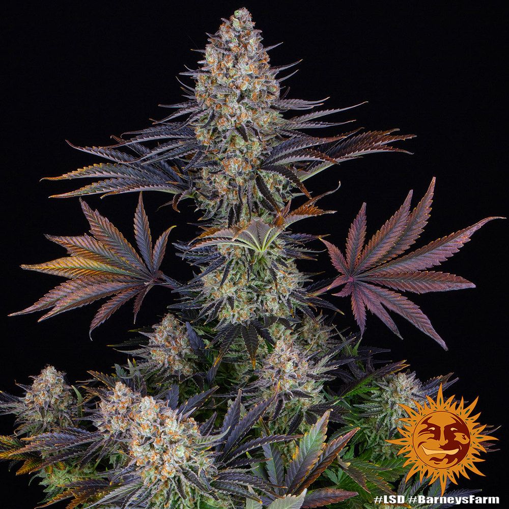 Barney's Farm - LSD (fem.) 🏆