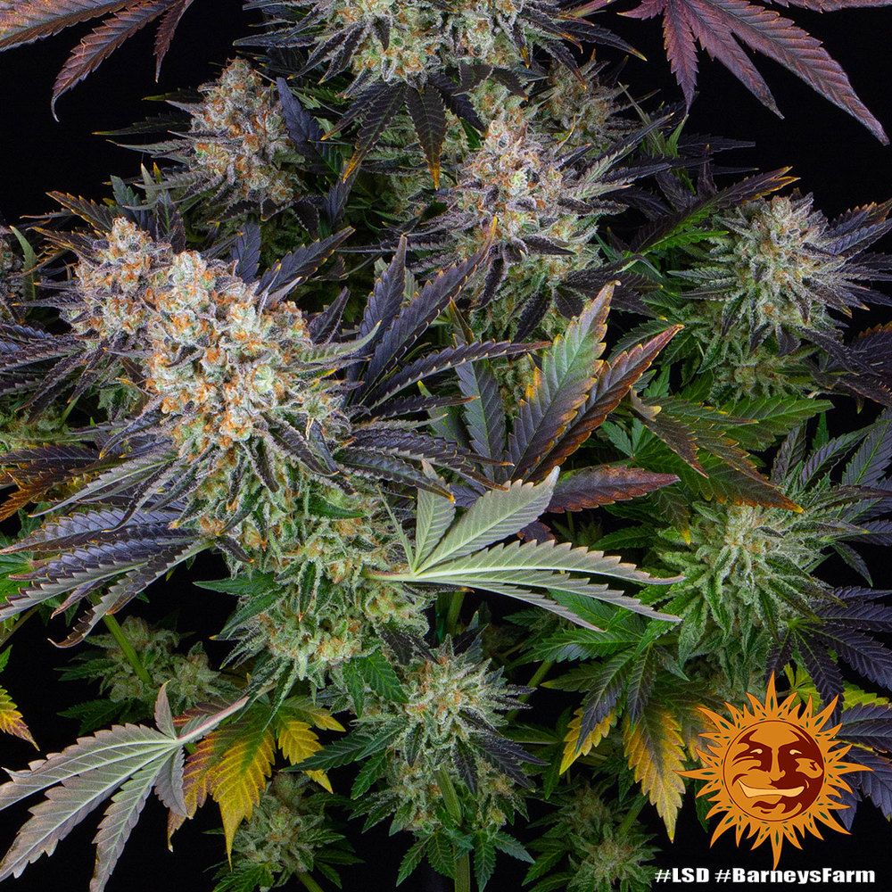 Barney's Farm - LSD (fem.) 🏆