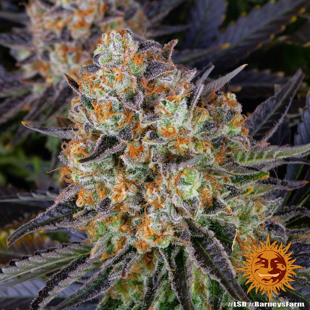Barney's Farm - LSD (fem.) 🏆