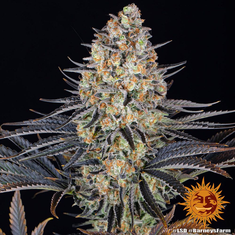 Barney's Farm - LSD (fem.) 🏆