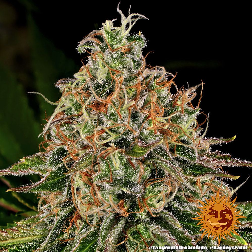 Barney's Farm - Tangerine Dream Auto (auto/fem.)