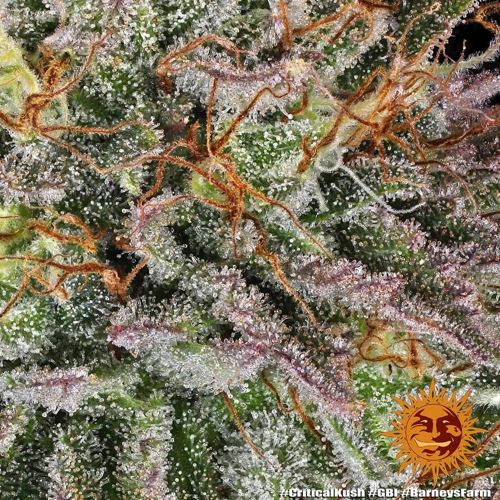 Barney's Farm - Critical Kush (fem.) 🏆