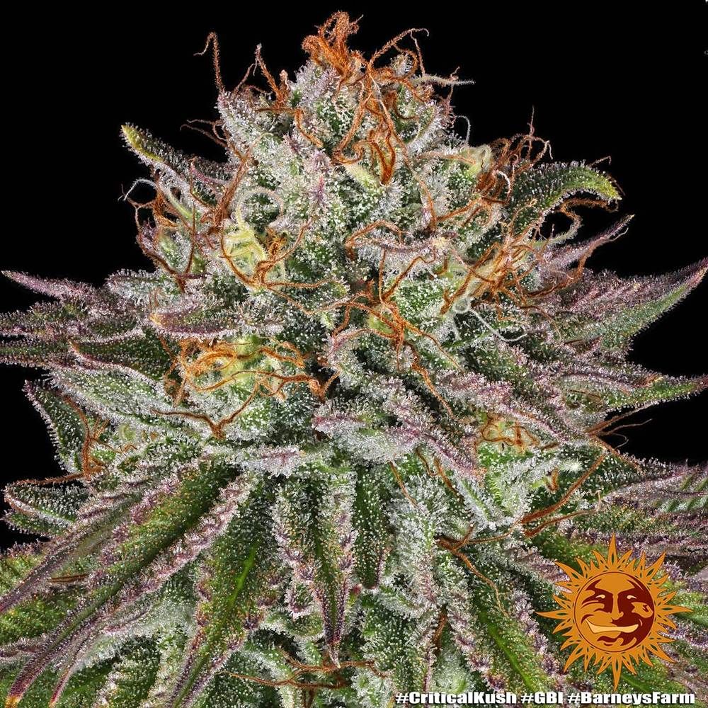 Barney's Farm - Critical Kush (fem.) 🏆