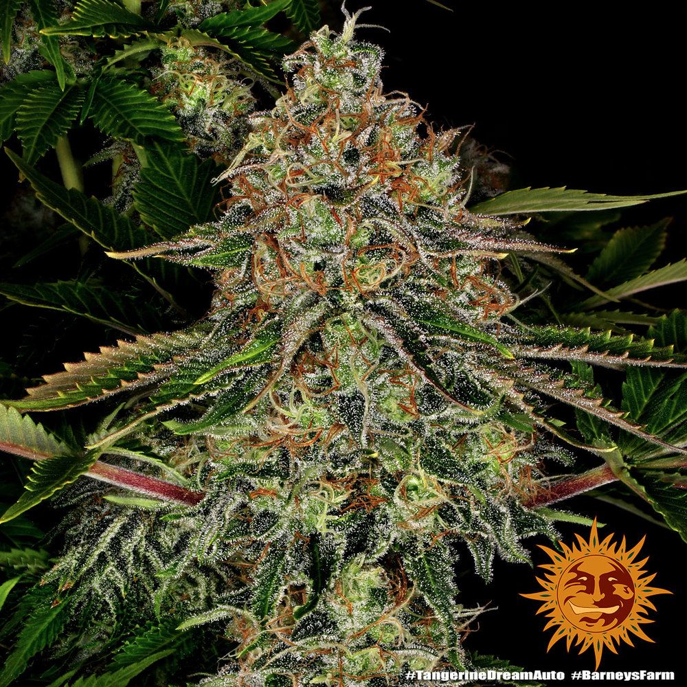 Barney's Farm - Tangerine Dream Auto (auto/fem.)