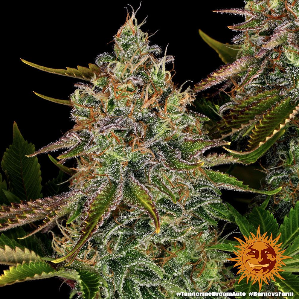 Barney's Farm - Tangerine Dream Auto (auto/fem.)