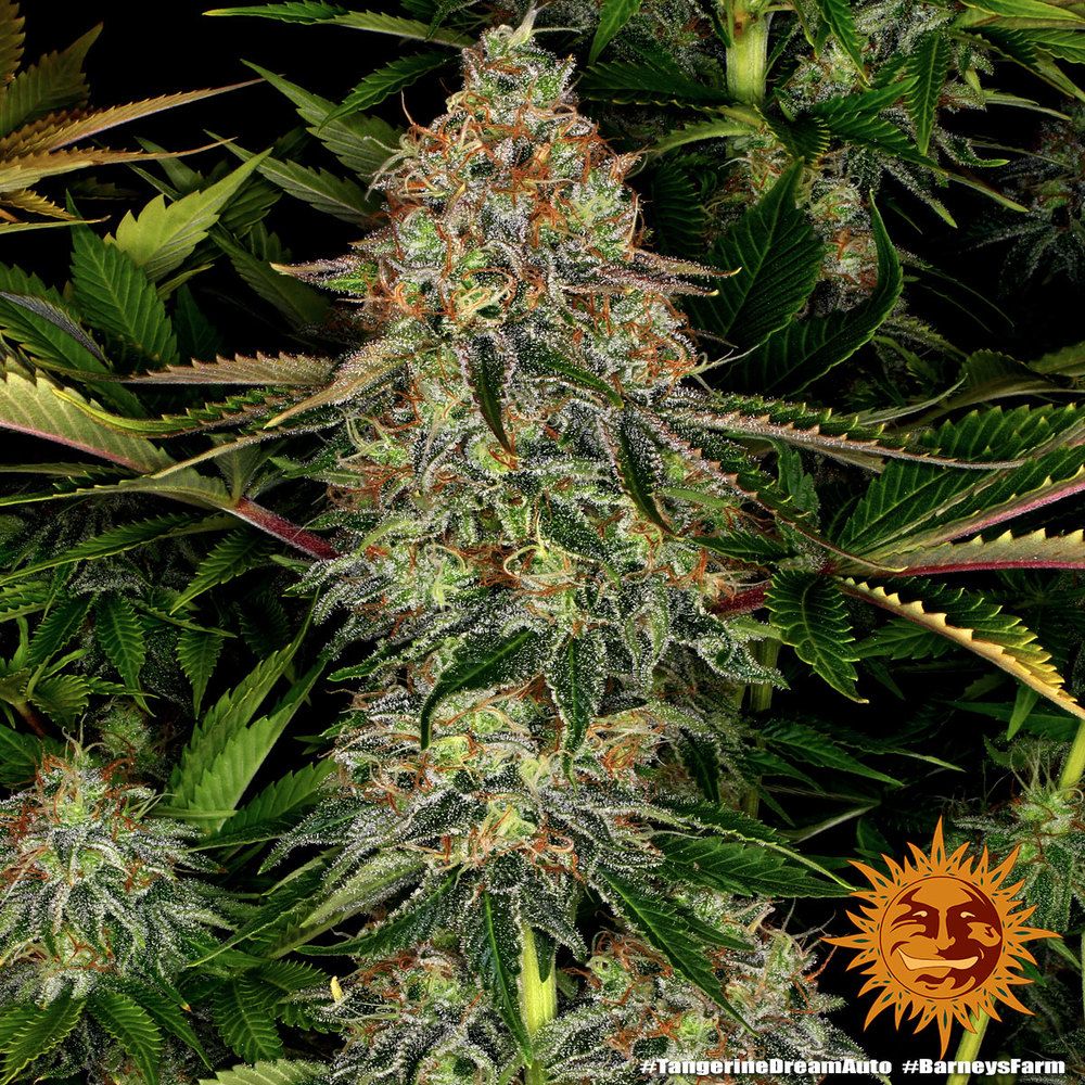 Barney's Farm - Tangerine Dream Auto (auto/fem.)