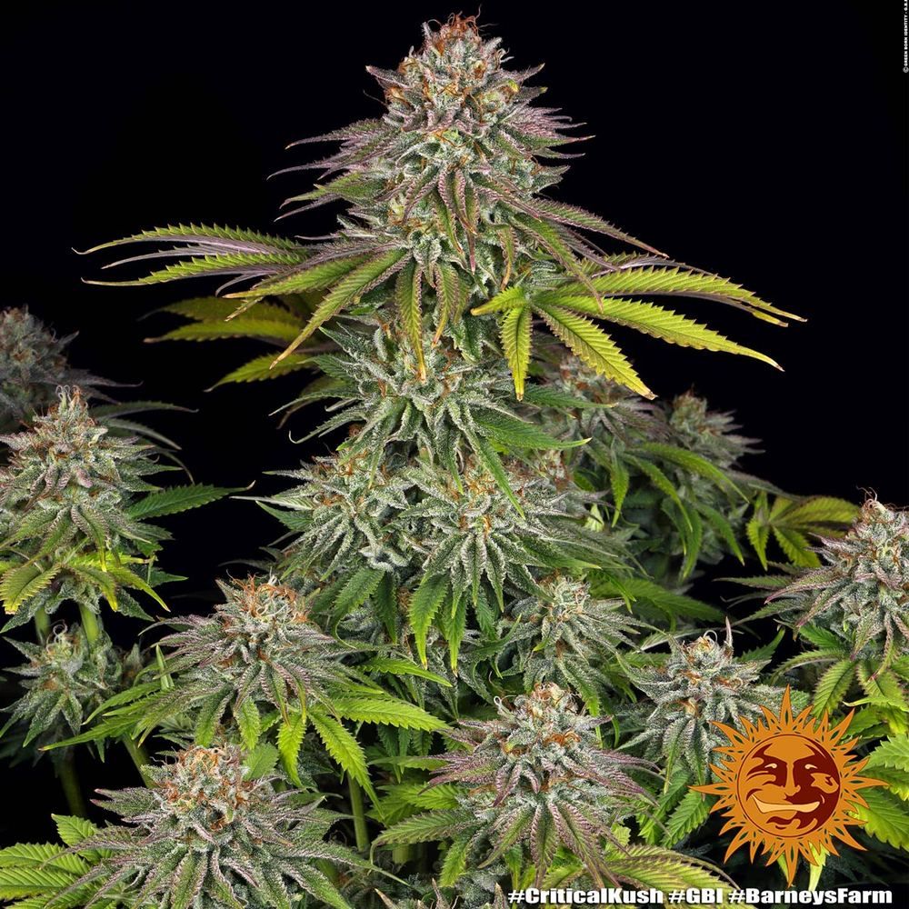 Barney's Farm - Critical Kush (fem.) 🏆