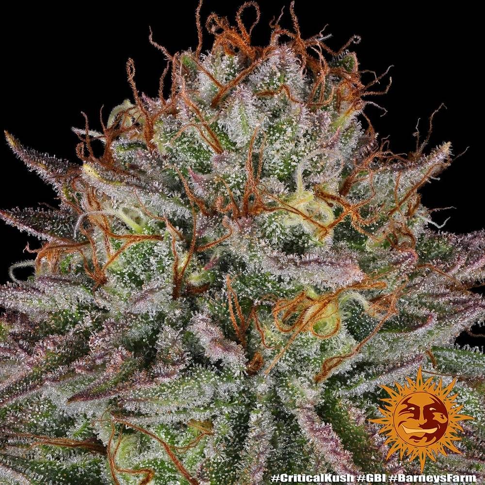 Barney's Farm - Critical Kush (fem.) 🏆