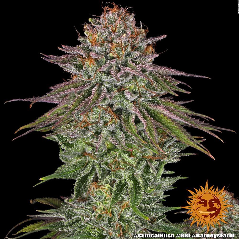 Barney's Farm - Critical Kush (fem.) 🏆