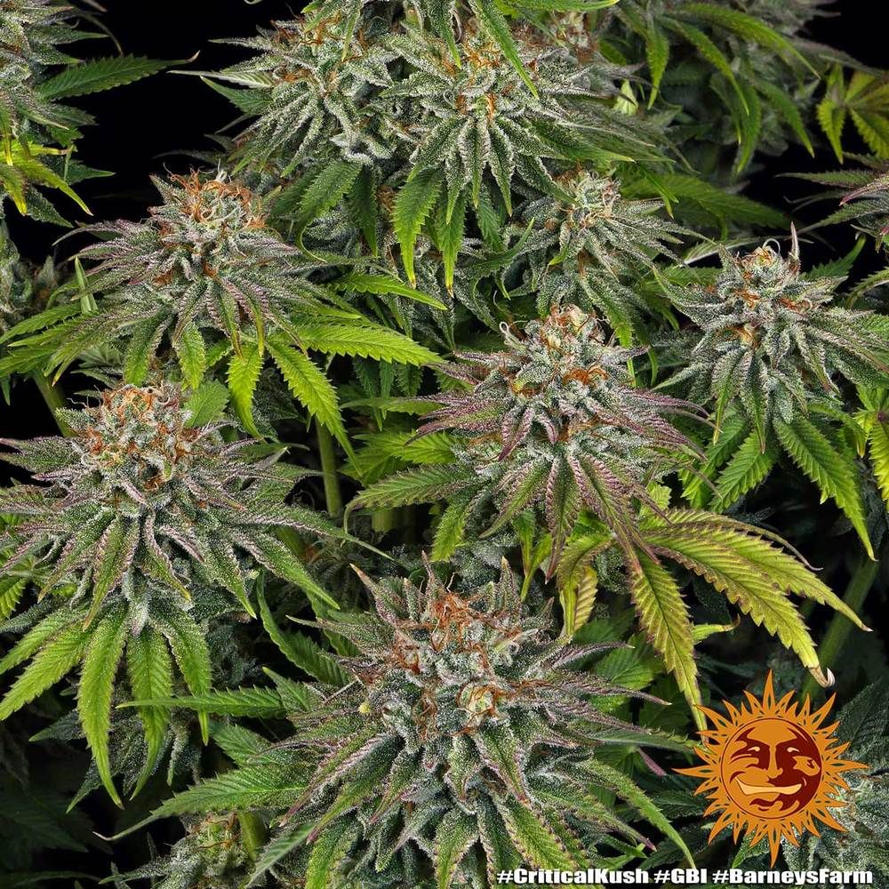 Barney's Farm - Critical Kush (fem.) 🏆