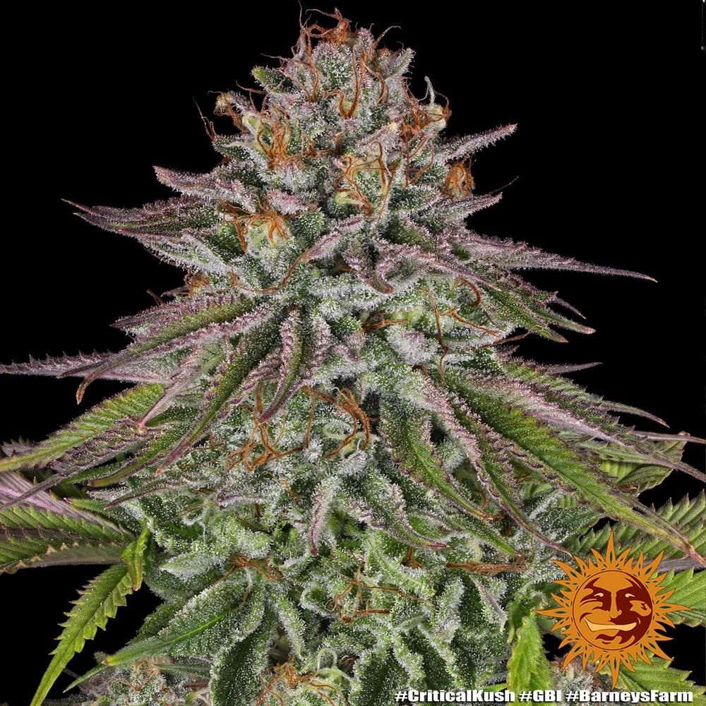 Barney's Farm - Critical Kush (fem.) 🏆