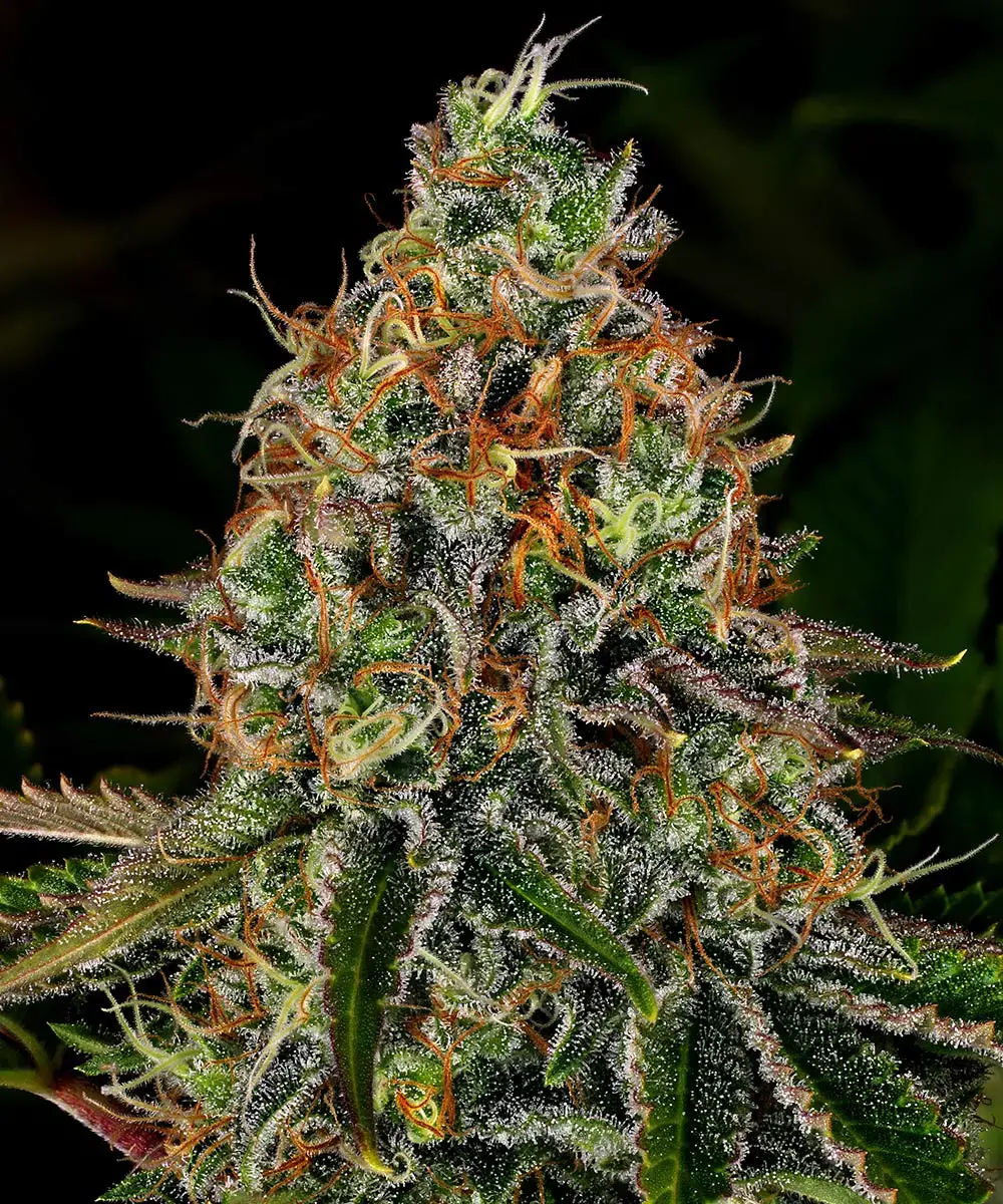 Barney's Farm - Tangerine Dream Auto (auto/fem.)