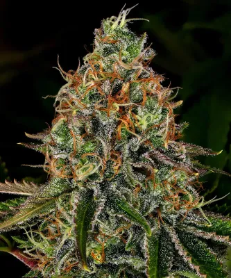 Barney's Farm - Tangerine Dream Auto (auto/fem.) 04946