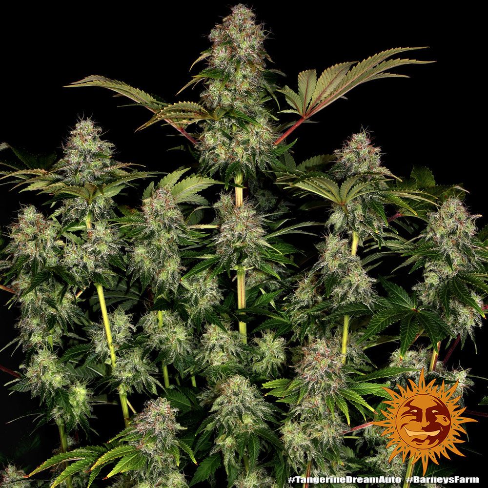 Barney's Farm - Tangerine Dream Auto (auto/fem.)