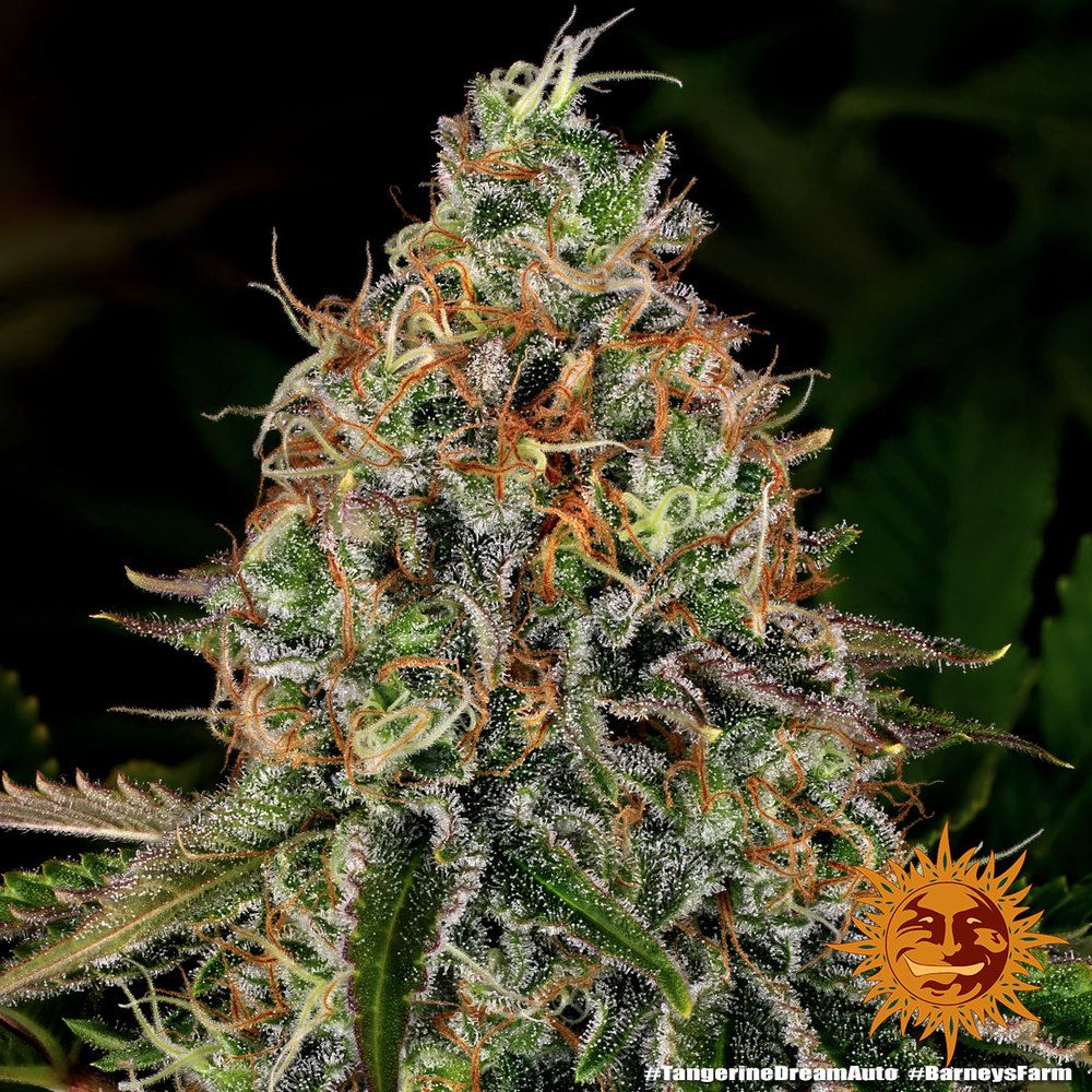 Barney's Farm - Tangerine Dream Auto (auto/fem.)