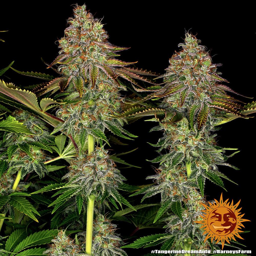 Barney's Farm - Tangerine Dream Auto (auto/fem.)
