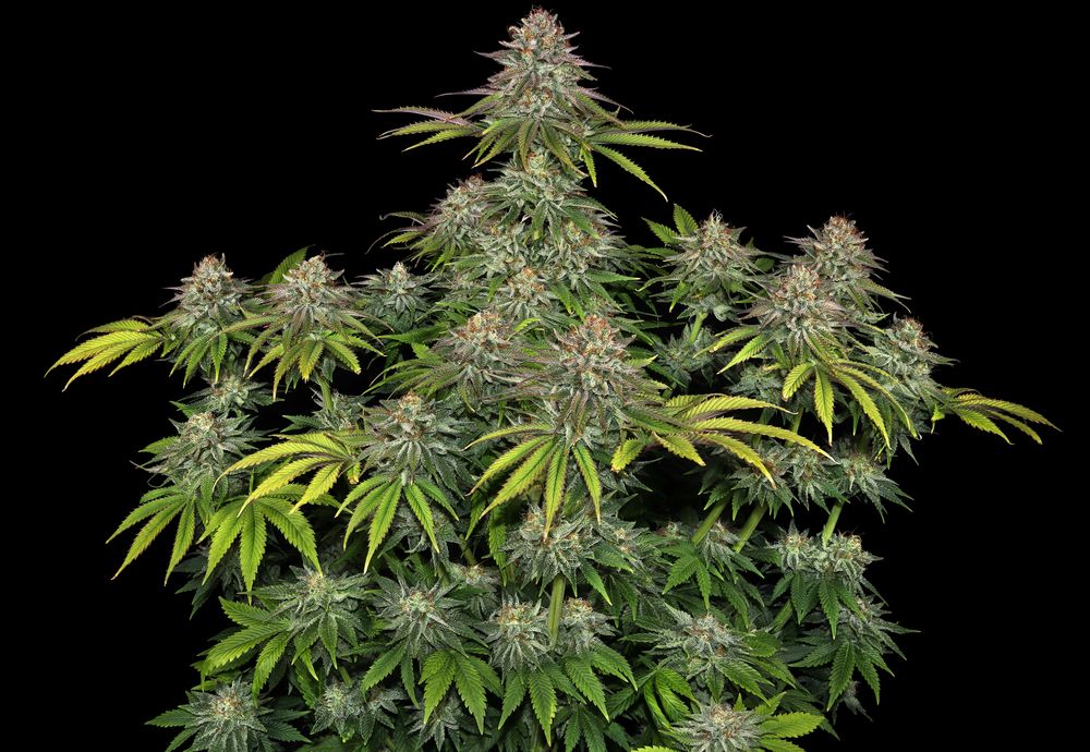 Barney's Farm - Critical Kush (fem.) 🏆