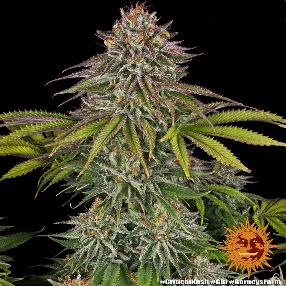 Barney's Farm - Critical Kush (fem.) 🏆