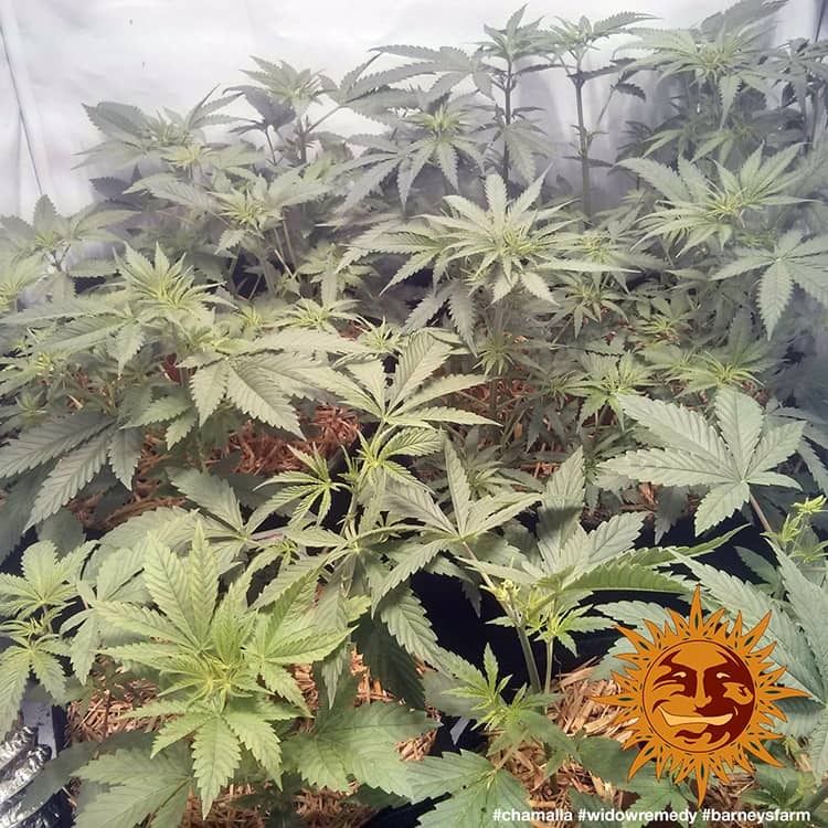 Barney's Farm - Widow Remedy (reg.)