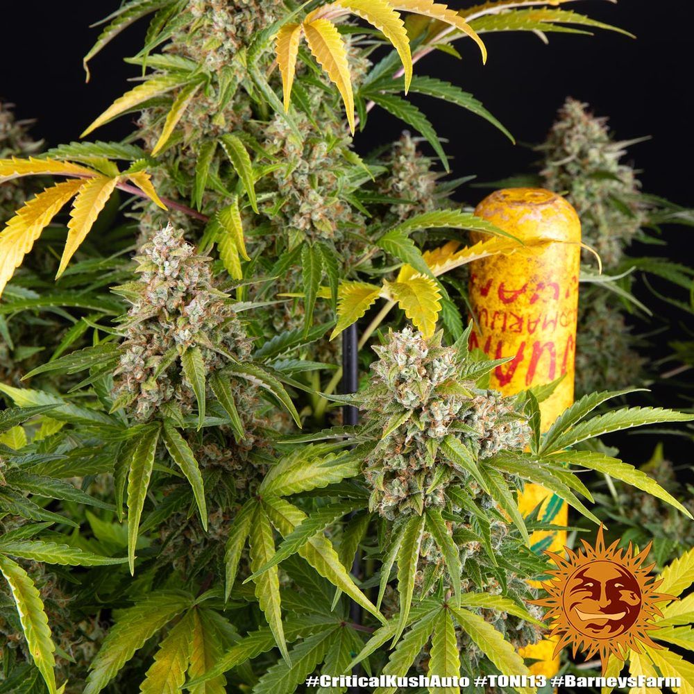 Barney's Farm - Critical Kush Auto (auto/fem.)