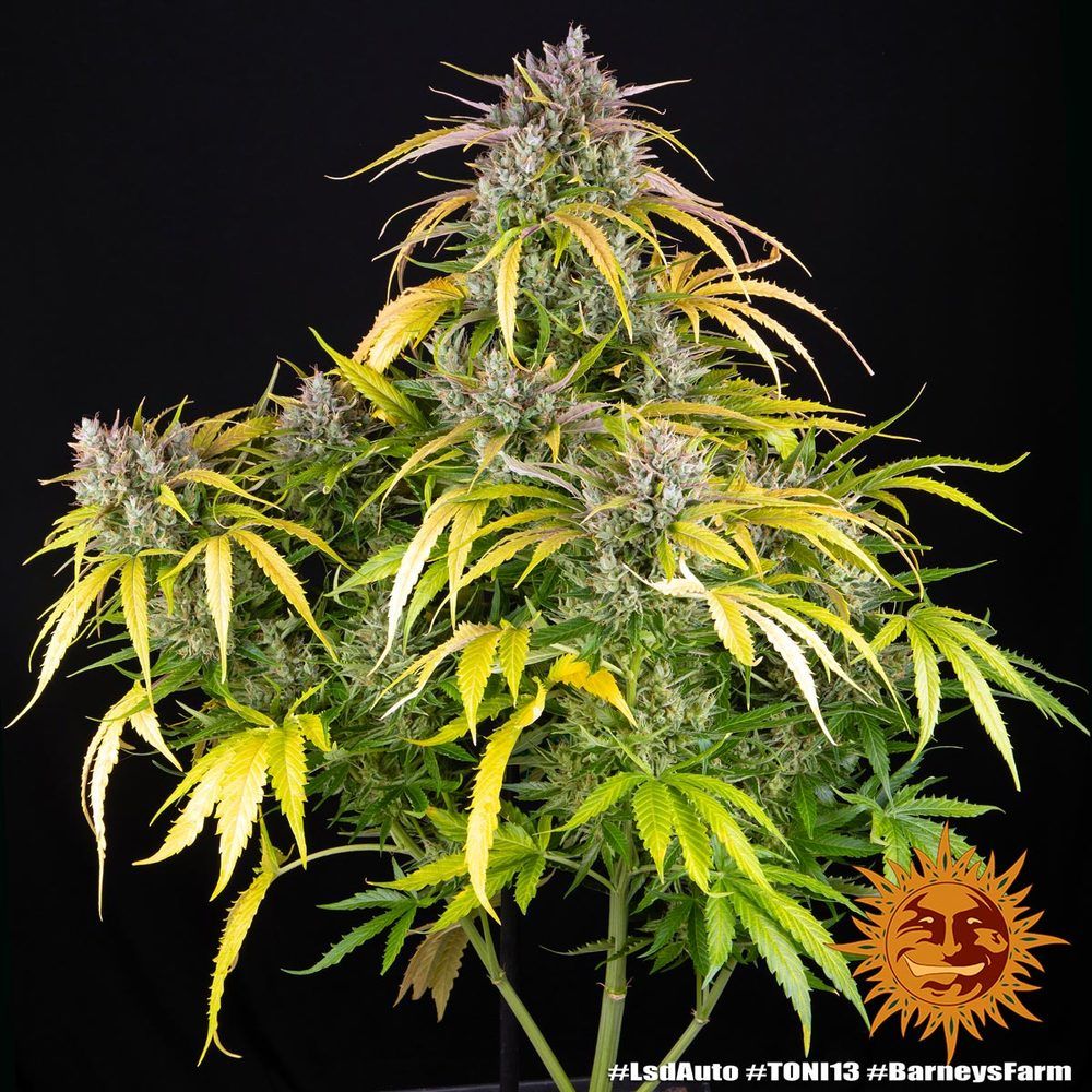 Barney's Farm - LSD Auto (auto/fem.)