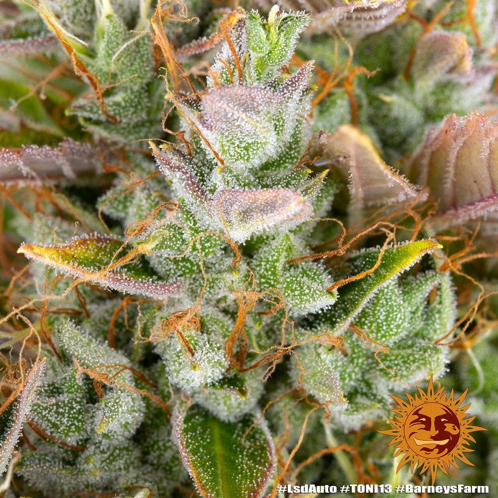 Barney's Farm - LSD Auto (auto/fem.)