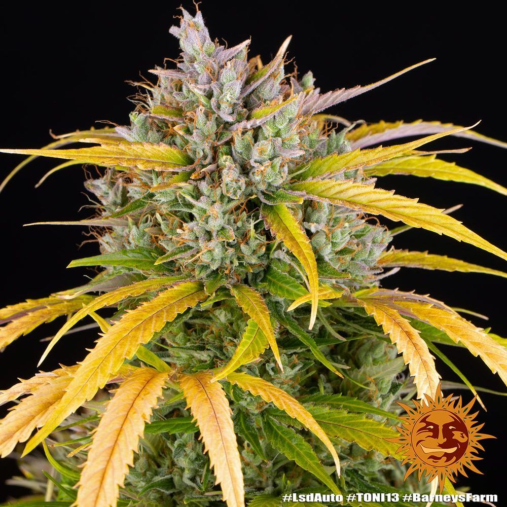 Barney's Farm - LSD Auto (auto/fem.)