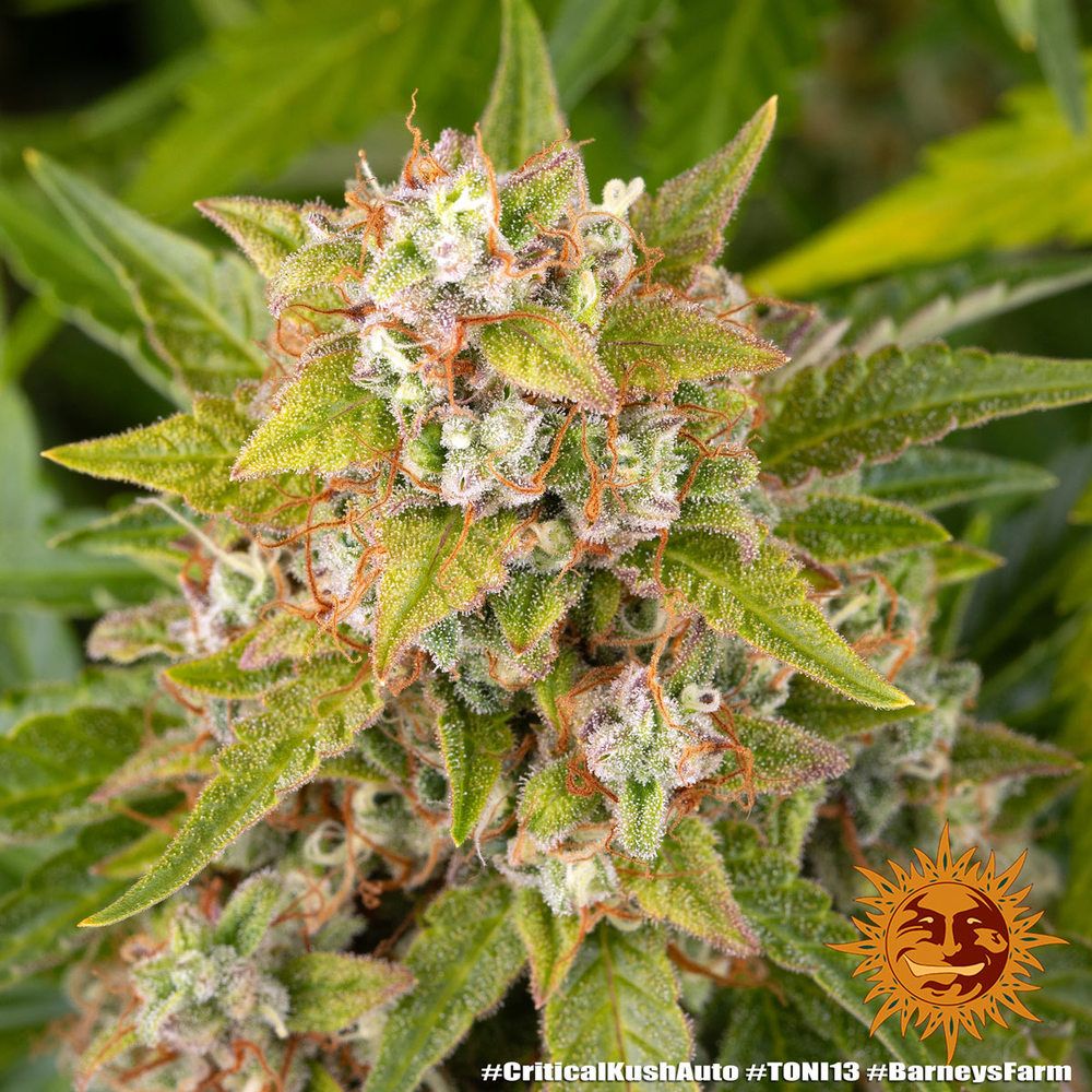 Barney's Farm - Critical Kush Auto (auto/fem.)