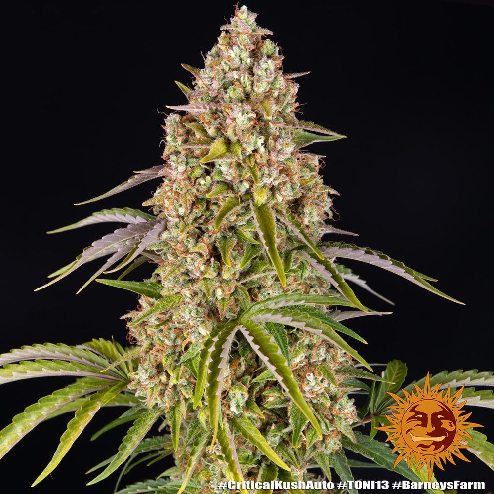 Barney's Farm - Critical Kush Auto (auto/fem.)