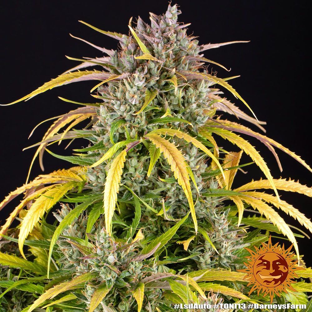 Barney's Farm - LSD Auto (auto/fem.)