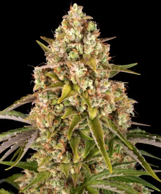 Barney's Farm - Critical Kush Auto (auto/fem.) 05689