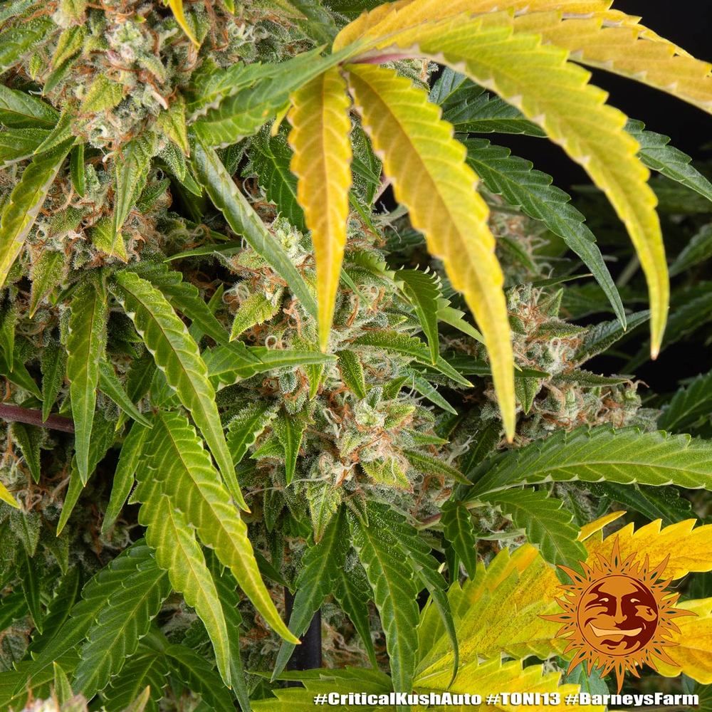 Barney's Farm - Critical Kush Auto (auto/fem.)