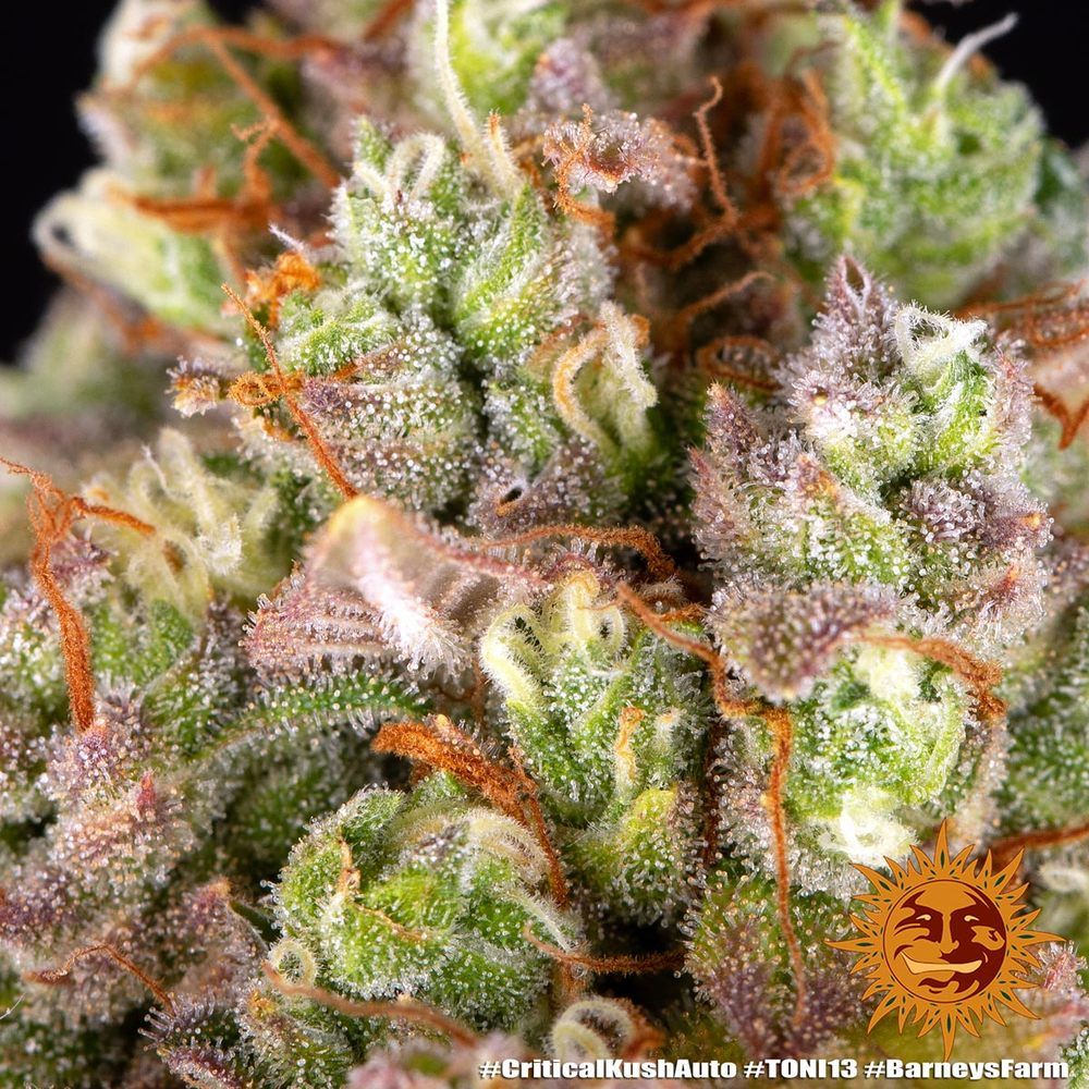 Barney's Farm - Critical Kush Auto (auto/fem.)