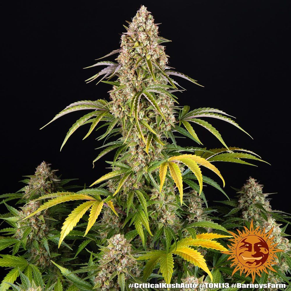 Barney's Farm - Critical Kush Auto (auto/fem.)