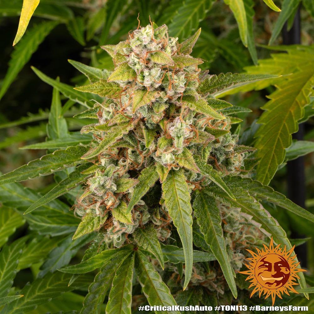 Barney's Farm - Critical Kush Auto (auto/fem.)