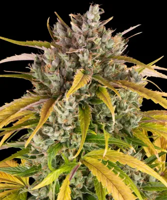 Barney's Farm - LSD Auto (auto/fem.) 06230