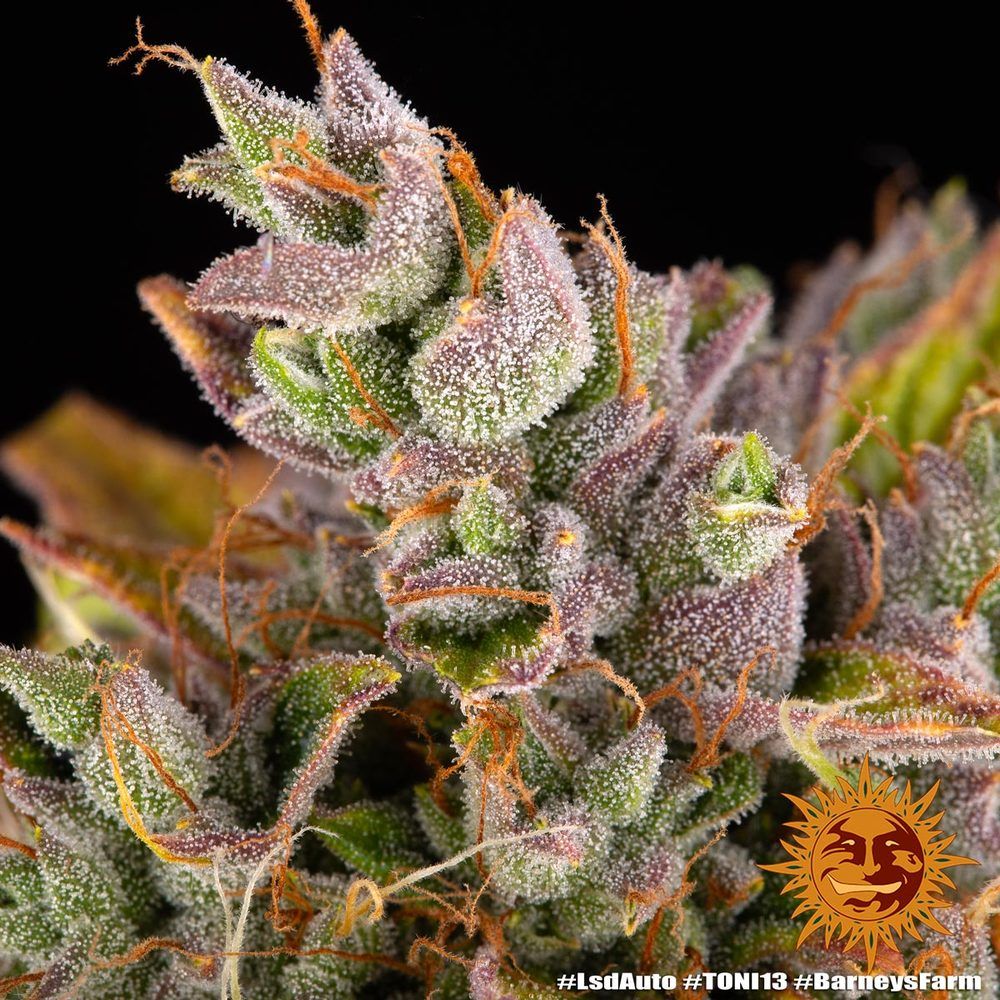 Barney's Farm - LSD Auto (auto/fem.)