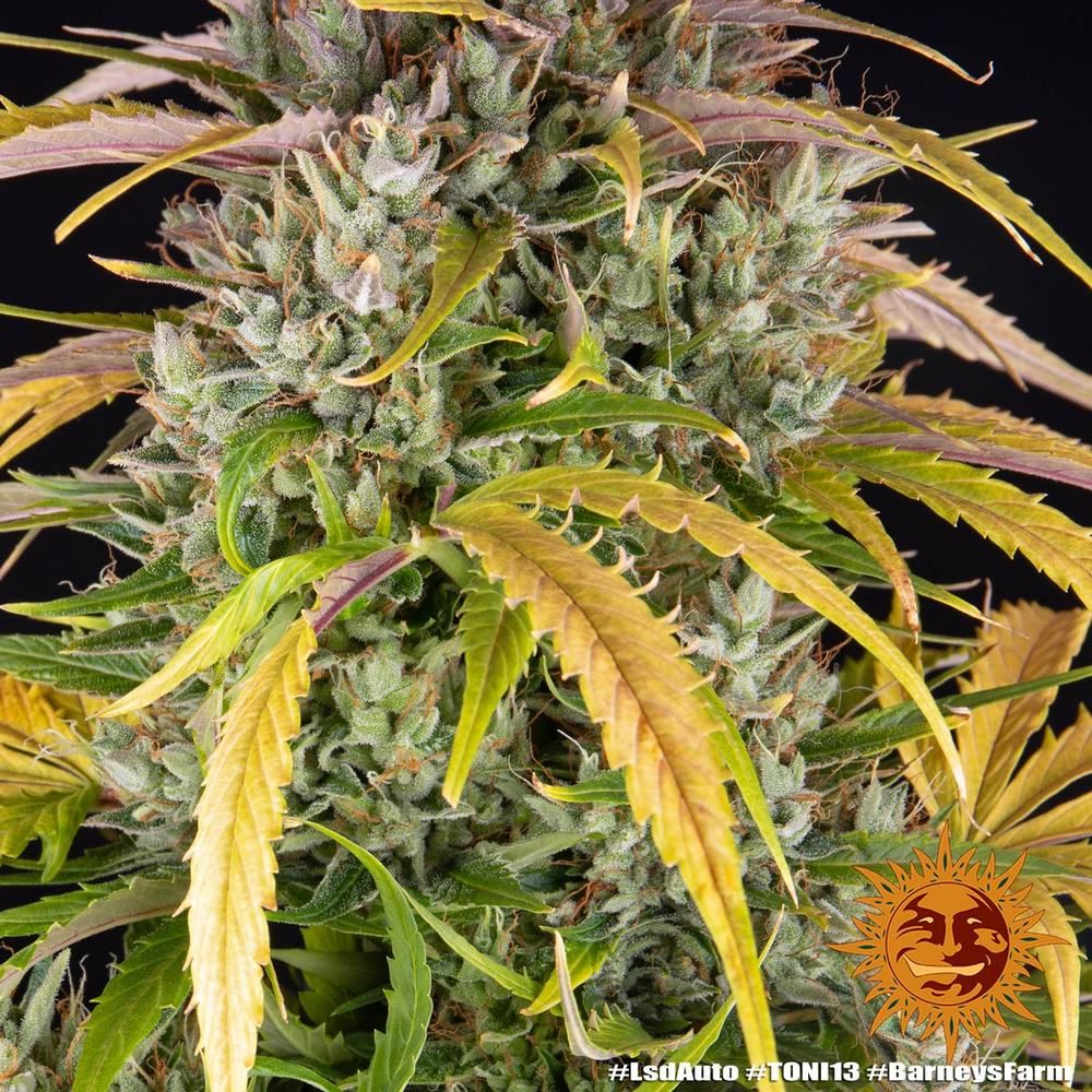 Barney's Farm - LSD Auto (auto/fem.)