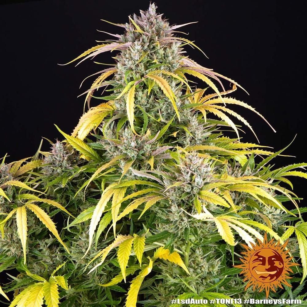 Barney's Farm - LSD Auto (auto/fem.)