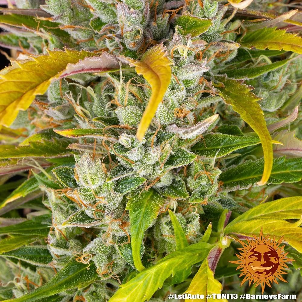 Barney's Farm - LSD Auto (auto/fem.)