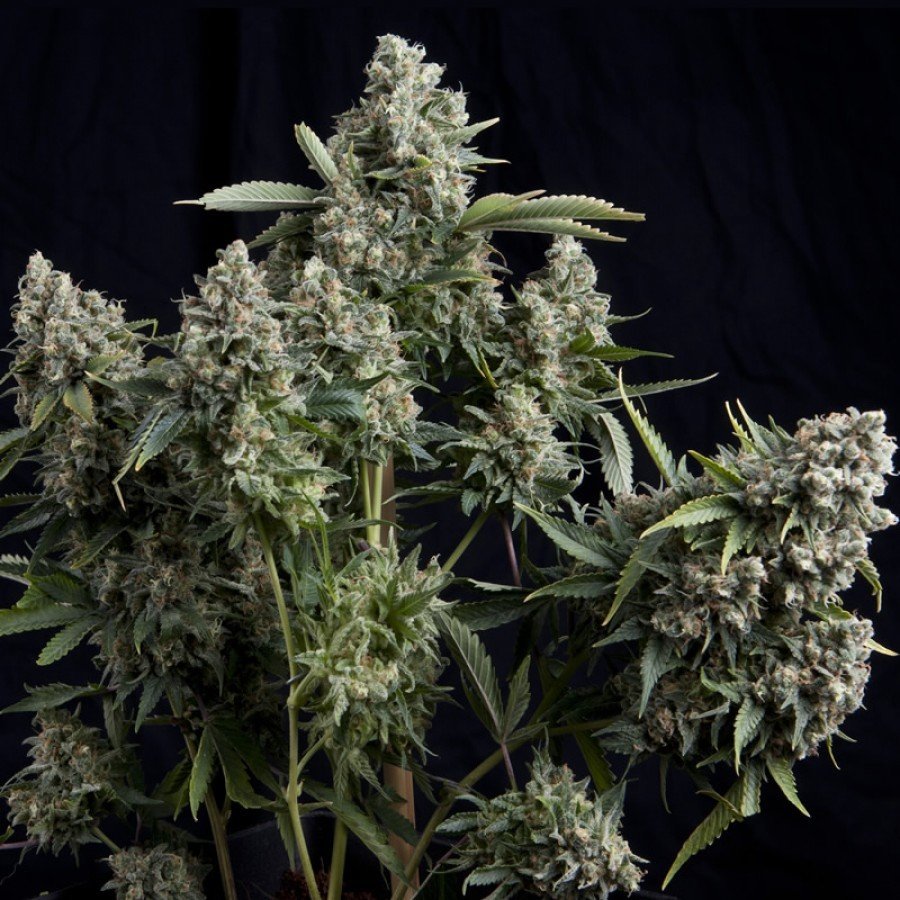 Pyramid Seeds - Tutankhamon (fem.)